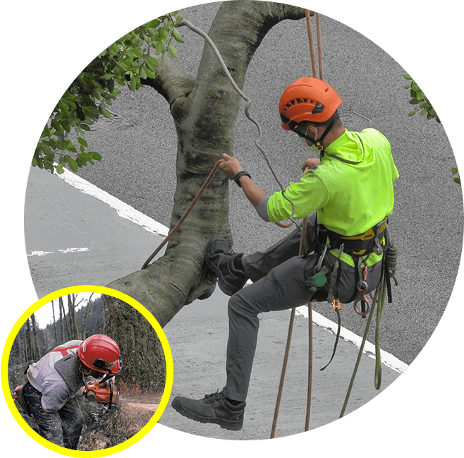 Craig Cross tree services