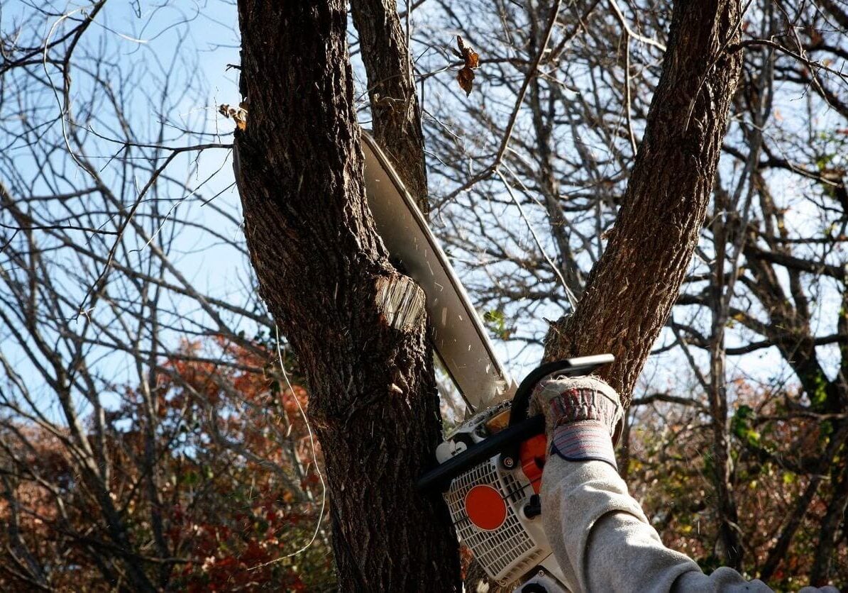 Craig Cross tree services