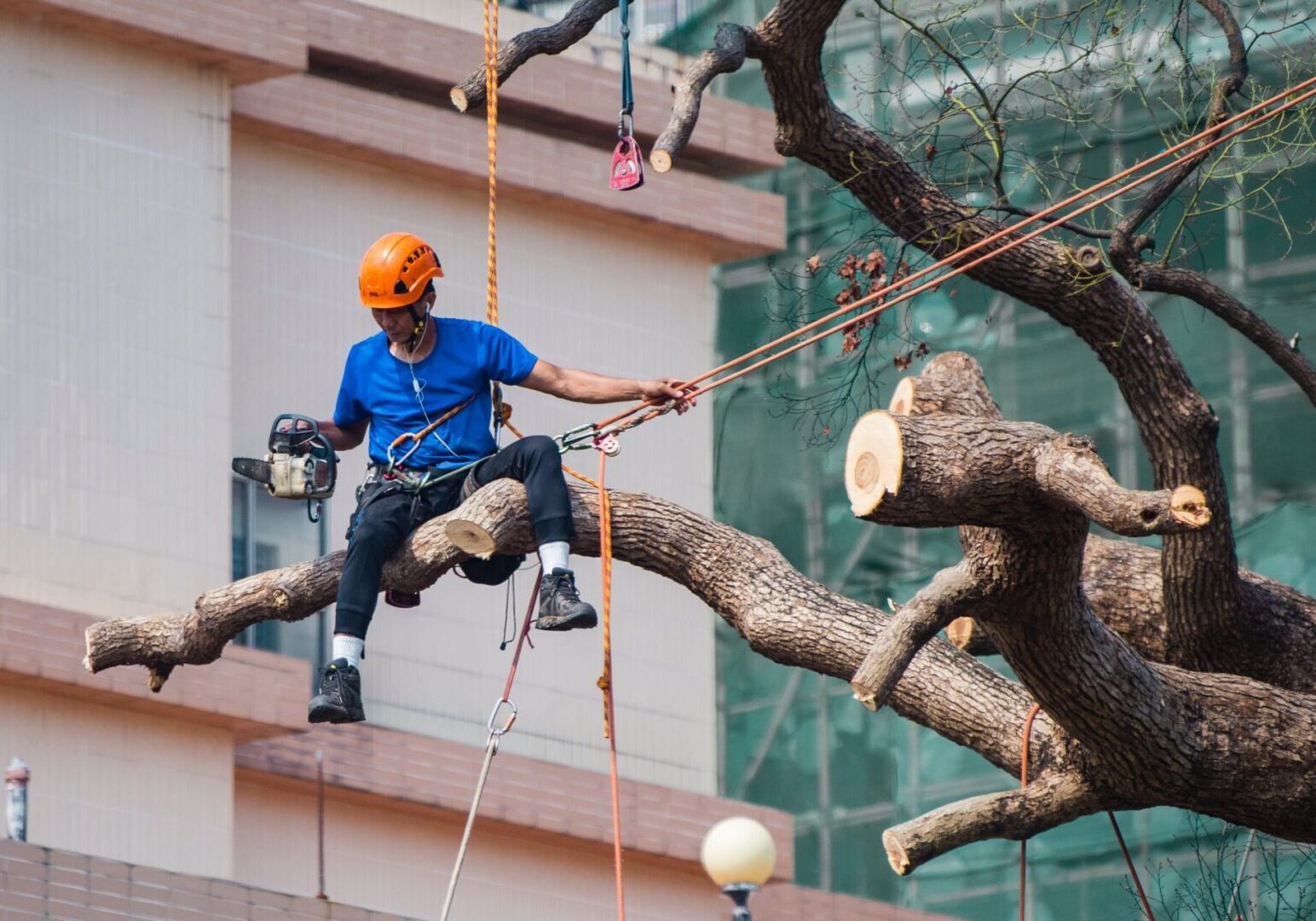 Craig Cross tree services